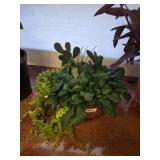 3 LIVE PLANTS IN PLANTER