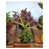 3 LIVE PLANTS-ALOE VERA, PURPLE HEART, MISC