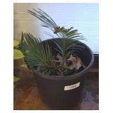 LIVE SAGO PALM
