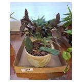 GROUP OF LIVE PLANTS