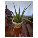 LIVE ALOE VERA PLANT IN GLAZED PLANTER