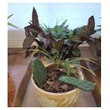 GROUP OF LIVE PLANTS