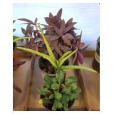 3 LIVE PLANTS-ALOE VERA, PURPLE HEART, MISC