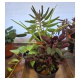 GROUP OF LIVE PLANTS