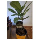 2 LIVE LOQUAT PLANTS