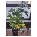 LIVE PLANT