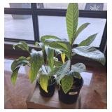 2 LIVE PLANTS-LOQUAT, MISC