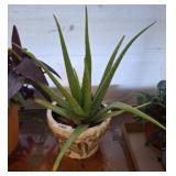 LIVE ALOE VERA PLANT IN GLAZED PLANTER