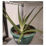 LIVE ALOE VERA PLANT