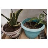 2 PC LIVE PLANTS