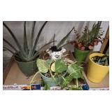 GROUP OF SMALL HOUSE PLANTS