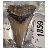 MEGALODON TOOTH