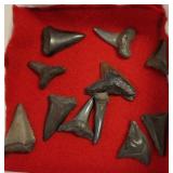 SHARKS TEETH
