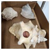 ASSORTED CONCH SHELLS