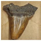 MEGALODON SHARKS TOOTH