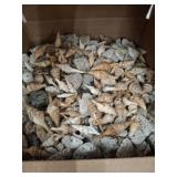 VARIETY BOX SEA SHELLS