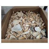 VARIETY SEA SHELLS