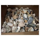 VARIETY SEA SHELLS