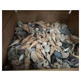 BOX VARIETY SEA SHELLS