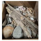 VARIETY BOX SEA SHELLS & DRIFT WOOD