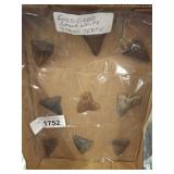 SHARKS TEETH ASSORTED