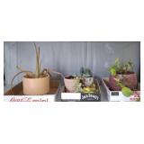 GROUP OF LIVE PLANTS, ALOE, MISC