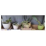 GROUP OF LIVE PLANTS, CACTUS, MISC