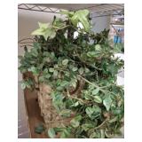 PLANTER AND IVY
