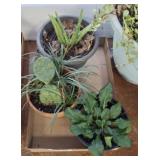 ASSORTED ALOE AND CACTUS