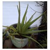 ALOE PLANT