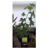 PATSHEDERA IVY PLANT