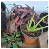ASSORTED PLANTS, ALOE, MISC