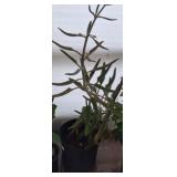 MOTHER OF THOUSANDS PLANT