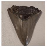 MEGALODON TOOTH