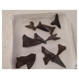 SHARKS TEETH