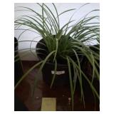 LIRIOPE BIG BLUE PLANT