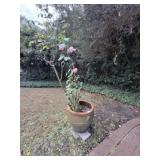 TERRA COTTA POT WITH ROSE BUSH, 30X 30