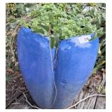 GLAZED TERRA COTTA PLANTER 14 X 18