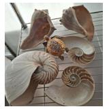 SHELL DECOR
