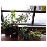 GROUP OF LIVE PLANTS INCLUDING NANDINA,