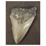 MEGALODON TOOTH