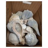 BOX OF SEA SHELLS, CONCHES
