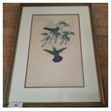 HUMMINGBIRD FRAMED ETCHING