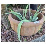 TERRA COTTA PLANTER WITH LIVE PLANT