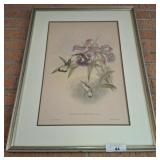 HUMMINGBIRD FRAMED ETCHING