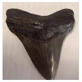 MEGALODON TOOTH
