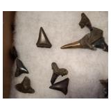 SHARKS TEETH