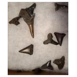 SHARKS TEETH