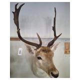 FALLOW DEER SHOULDER MOUNT