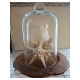 SEASHELL BELL JAR 14 INCH